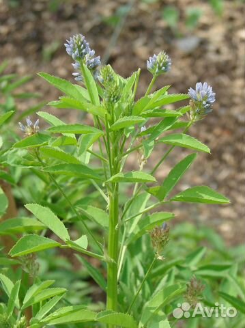 Пажитник голубой (семена)