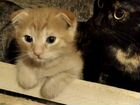 Вислоухий котик Назарка и его сестричка объявление продам