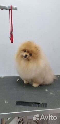 Стрижка собак и кошек. Уход за животными