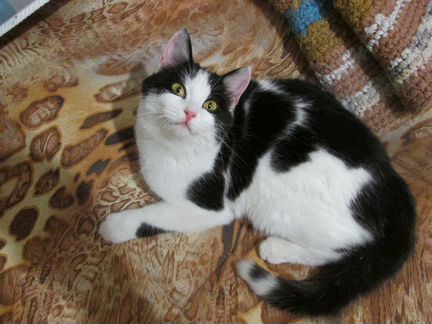 Отдаю кошечку