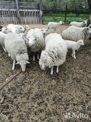 Овцы гладкошерстные