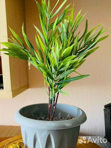 Зелень розмарин для декора интерьера