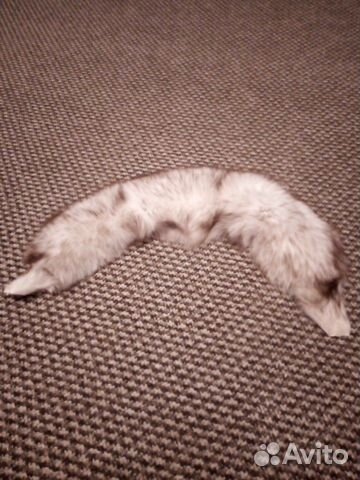 Шкурка песца