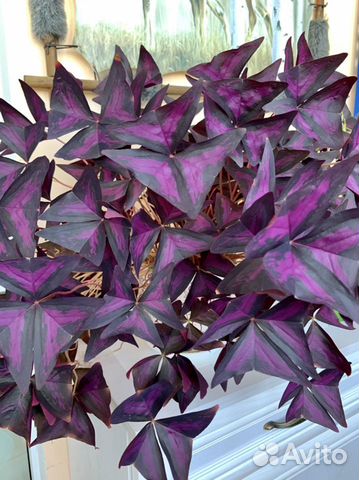 Цветок Оксалис, в народе «доброе утро», «кислица»