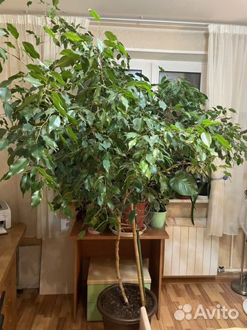 Фикус бенджамина большой