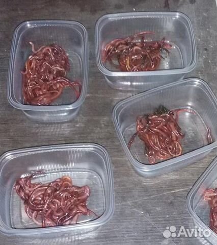 Черви для рыбалки, наживка