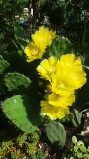 Опунция зимующая