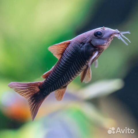 Сомики Коридорасы 12 видов