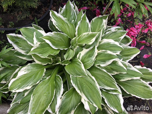 Хосты, садовые растения, цветы