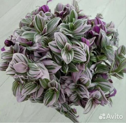 Традесканция Pink Hill (Розовый холм)