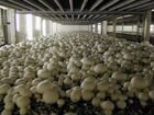Выращивание грибов шампиньонов ферма производство