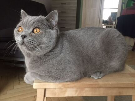 Британец вязка