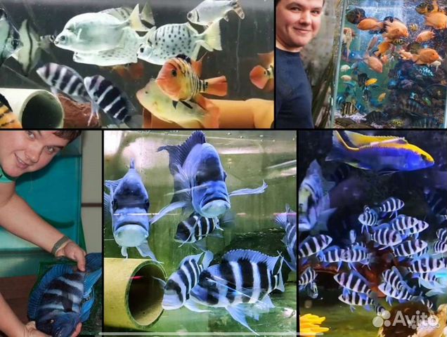 Аквариумная ферма ихтиандр