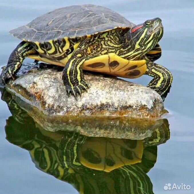 Красноухие черепахи вода. Красноухая черепаха. Красноухая Пресноводная черепаха. Американская красноухая черепаха. Красноухая водоплавающая черепаха.