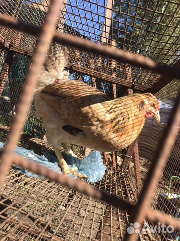 Куры несушки