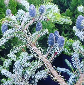 Саженцы декоративных растений