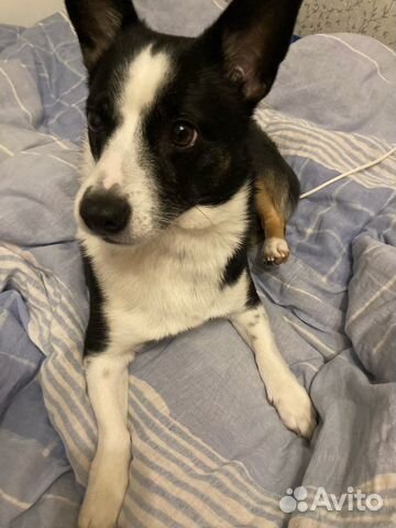 Передержка животных, выгул собак, зооняня