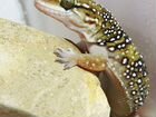Гекконы Hemidactylus triedrus и Gekko gekko