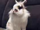 Продам декоративного кролика объявление продам