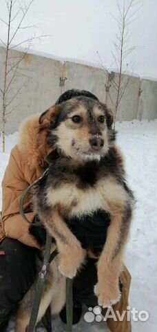 Собака в добрые руки