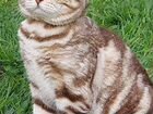 Британский вислоухий кот вязка