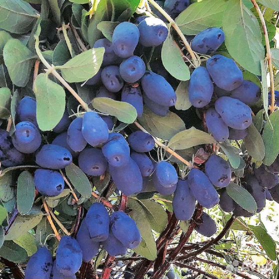 жимолость бореал описание сорта. жимолость бореал бест. жимолость близзард бореал близзард. жимолость канадская бореал. жимолость бореал описание сорта.