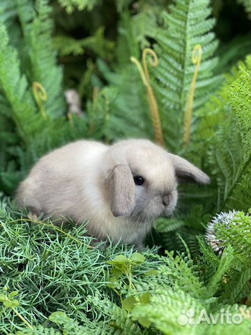 Царские Кролики