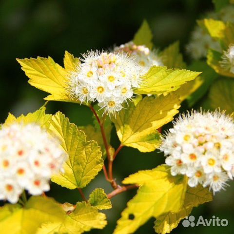 Пузыреплодник Ауреа