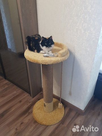 Когтеточка, лежанка,игрушка для котов(кошек) новая