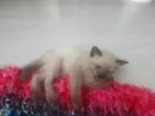 Продаю тайского котенка объявление продам