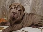 Шоколадный щенок шарпея