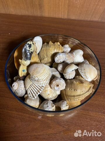 Морские ракушки раковины