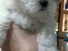 Болонка мальтийская щенок 3 месяца объявление продам