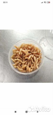 Опарыш, Черви, Дендробена