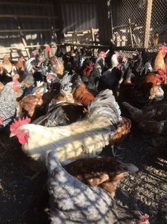 Домашние Куры и Петухи