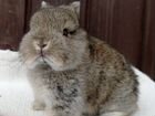 Самые Ласковые Ручные Mini-Кролики из Питомника объявление продам