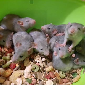 Крыса Дамбо. Крысята, клетки, корма, наполнитель
