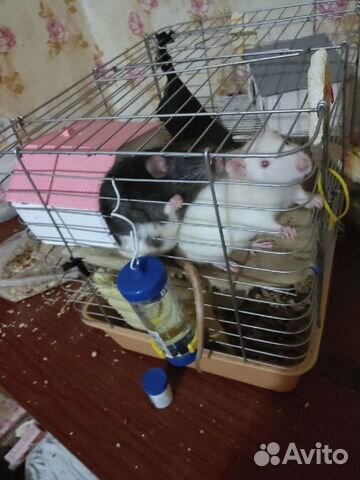 2 крысы с клеткой мальчики