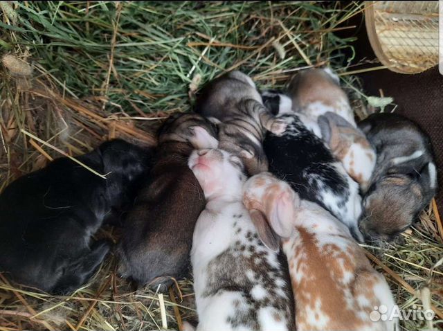 Кролики гиганты-Французский баран