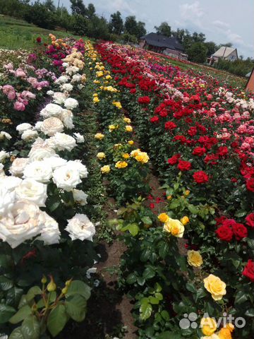 Саженцы роз