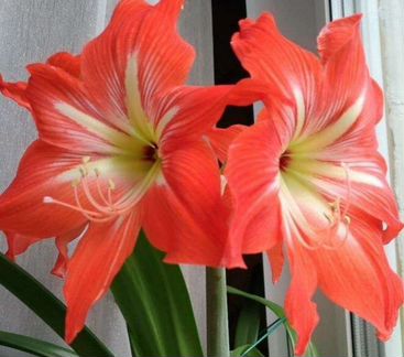 Гиппеаструм