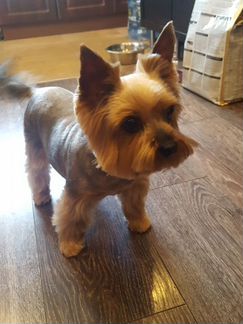 Груминг (стрижка собак, тримминг, экспресс линька)