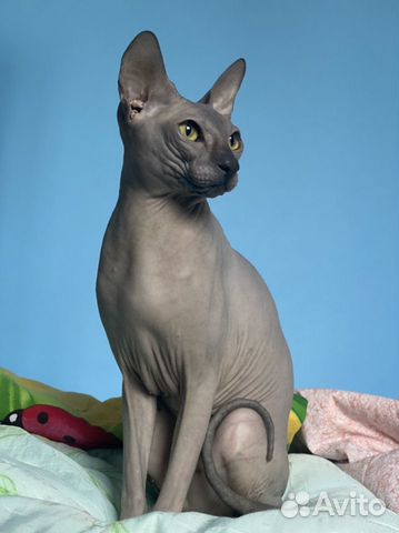 Канадский сфинкс вязка