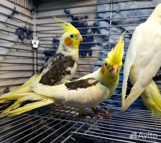 Попугай корелла и пиррура(птенцы)