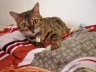 Бенгальская кошка (Девочка Ямайка)