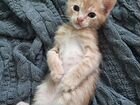 Рыжик котенок объявление продам