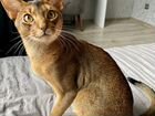 Абиссинский кот вязка