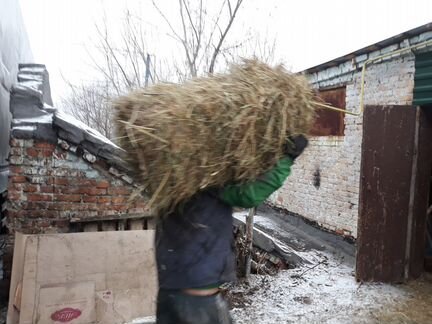Солома в тюках в Незнамово