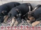 Щенки немецкой овчарки - осталось 3 щенка объявление продам