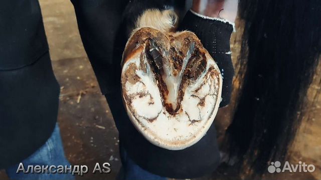 Расчистка копыт, коваль